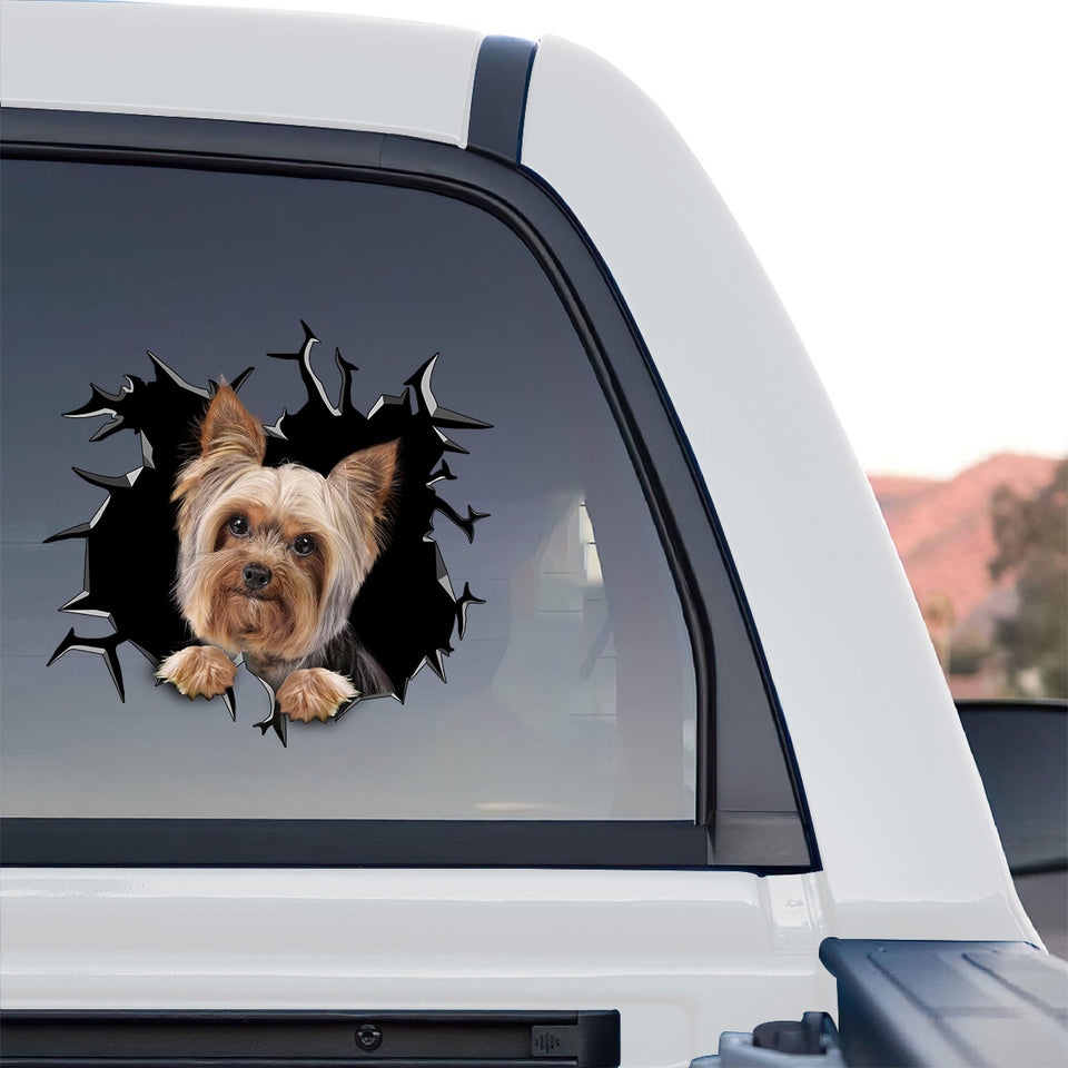 Glossy Yorkie  For vinyl decal displayed proudly on the back window of a truck outdoors.