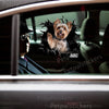 Cute Yorkshire Terrier sticker smoothly applied to the exterior car door of a modern passenger vehicle.