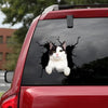 [da0608-snf-tnt]-turkish-van-cat-crack-car-sticker-cats-lover