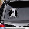 [ld1235-snf-lad]-whippets-crack-car-sticker-dogs-lover