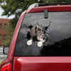 [ld1366-snf-lad]-stabyhoun-crack-car-sticker-dogs-lover