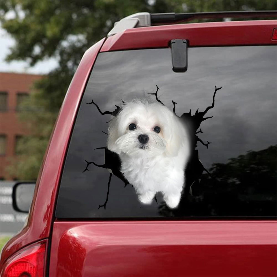 [bh0269-snf-lad]-maltese-crack-car-sticker-dogs-lover