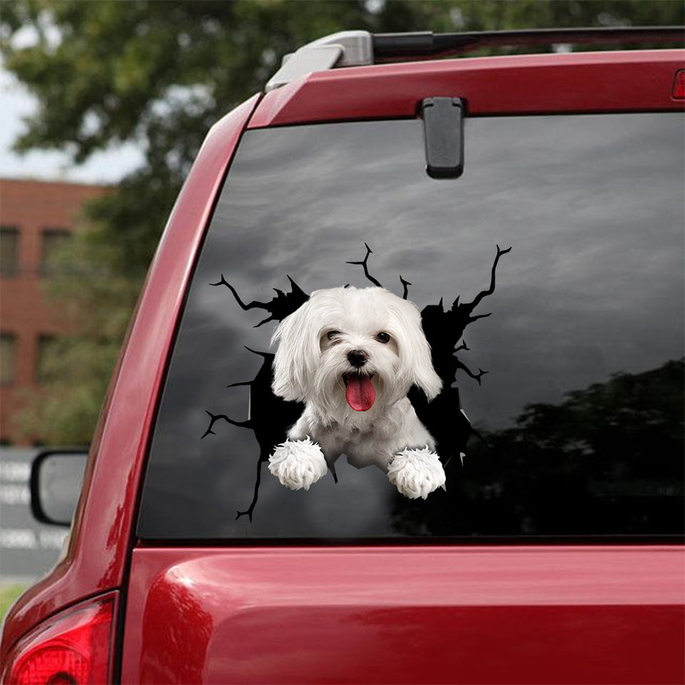 [dt0174-snf-tnt]-maltese-crack-car-sticker-dogs-lover