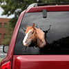 [dt0227-snf-tnt]-breton-horse-crack-car-sticker-animals-lover