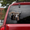 [dt0257-snf-tnt]-mouflon-crack-car-sticker-deers-lover
