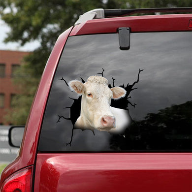[dt0331-snf-tnt]-charolais-cattle-crack-car-sticker-cows-lover