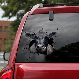 [dt0334-snf-tnt]-angus-cattle-crack-car-sticker-cows-lover
