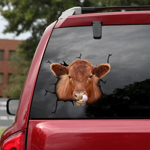 [dt0337-snf-tnt]-angus-cattle-crack-car-sticker-cows-lover