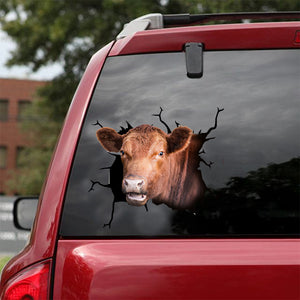 [dt0338-snf-tnt]-angus-cattle-crack-car-sticker-cows-lover