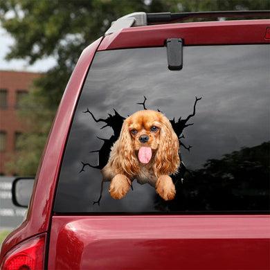 [dt0347-snf-tnt]-cavalier-king-charles-spaniel-crack-car-sticker-dogs-lover