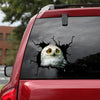 [dt0371-snf-tnt]-owl-crack-car-sticker-birds-lover