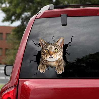 [dt0744-snf-tnt]-american-shorthair-cat-crack-car-sticker-cat-lovers