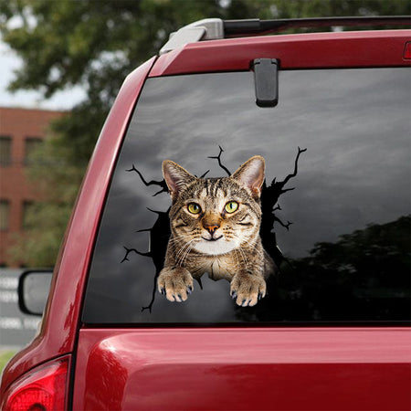 [dt0744-snf-tnt]-american-shorthair-cat-crack-car-sticker-cat-lovers
