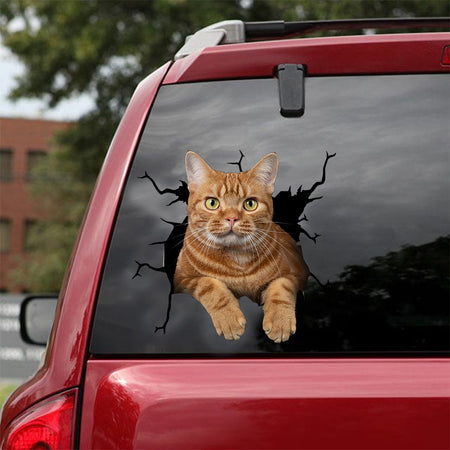 [dt0747-snf-tnt]-american-shorthair-cat-crack-car-sticker-cat-lovers