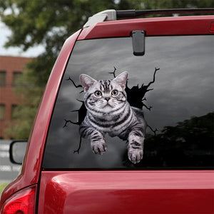 [dt0750-snf-tnt]-american-shorthair-cat-crack-car-sticker-cat-lovers