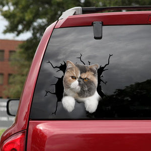 [dt0760-snf-tnt]-exotic-cat-crack-car-sticker-cat-lovers