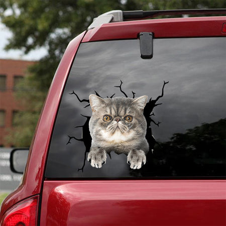 [dt0873-snf-tnt]-exotic-cat-crack-car-sticker-cat-lovers