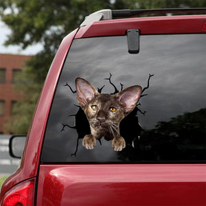 [dt0956-snf-tnt]-oriental-shorthair-cat-crack-car-sticker-cat-lovers