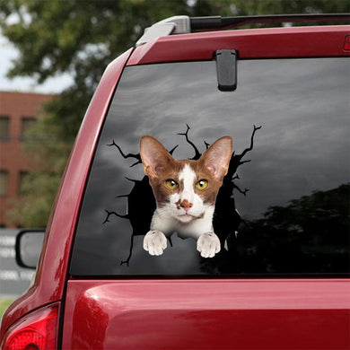 [dt0958-snf-tnt]-oriental-shorthair-cat-crack-car-sticker-cat-lovers