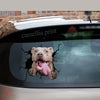 Pitbull Crack Head Decal A Cute Window Decals For Business Christmas Gifts For Men