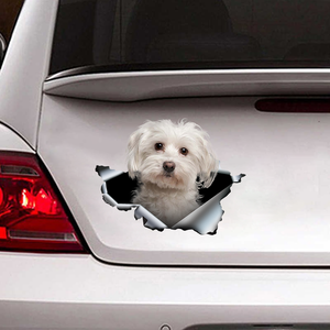 [sk0308-snf-ptd] Maltese Crack car Sticker dogs Lover - Camellia Print