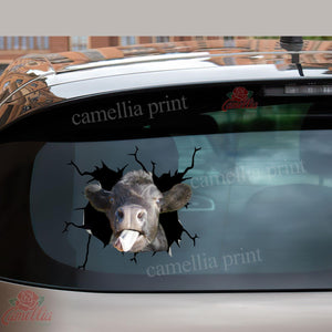 Angus Cow Crack Decals For Windows Funny Memes Custom Vinyl Decals Best Gifts 2021